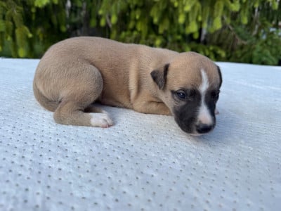 Les chiots de Whippet