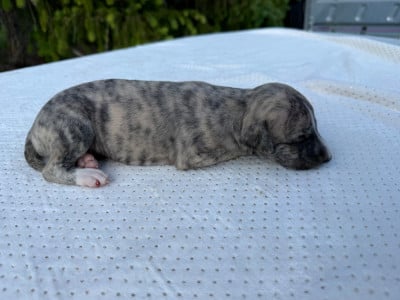 Les chiots de Whippet