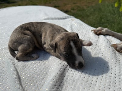 Les chiots de Whippet