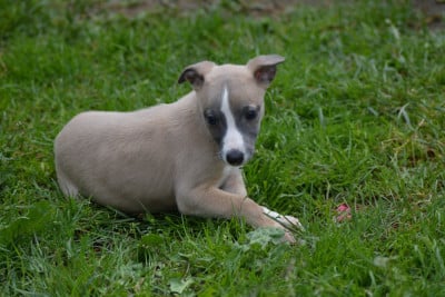 Les chiots de Whippet