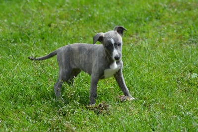 Les chiots de Whippet