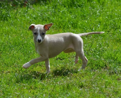 Les chiots de Whippet
