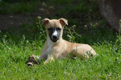 Les chiots de Whippet