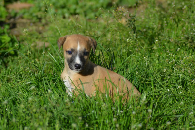 Les chiots de Whippet