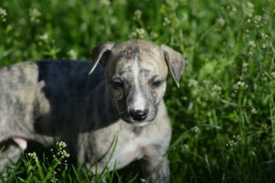 Les chiots de Whippet