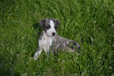 Les chiots de Whippet