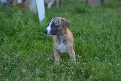 Les chiots de Whippet