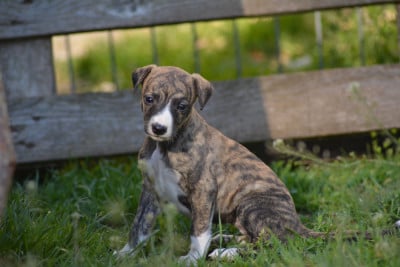 Les chiots de Whippet