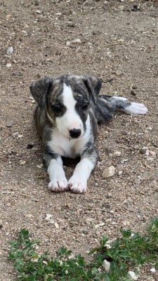 Les chiots de Whippet