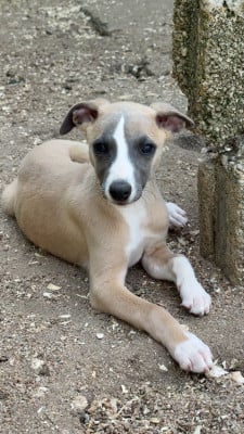 Les chiots de Whippet