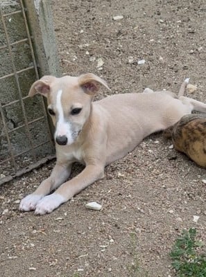 Les chiots de Whippet