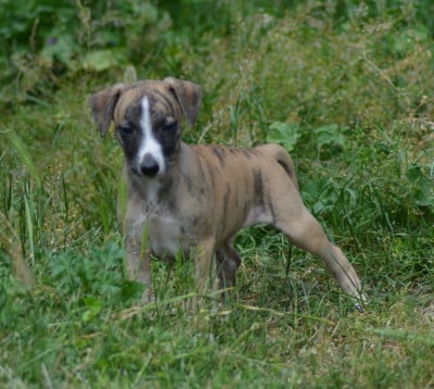 Les chiots de Whippet