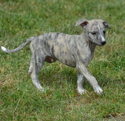 Les chiots de Whippet