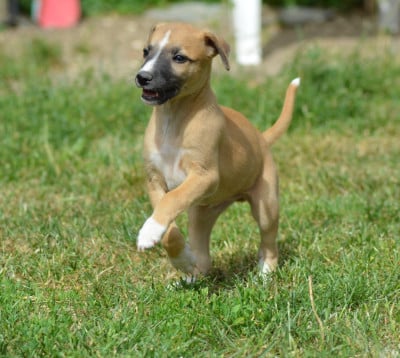 Les chiots de Whippet