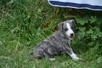 Les chiots de Whippet