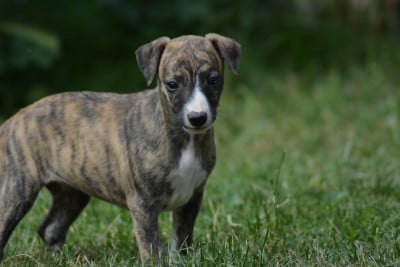 Les chiots de Whippet