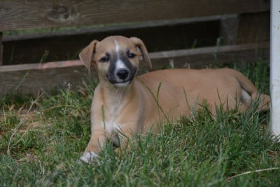 Les chiots de Whippet