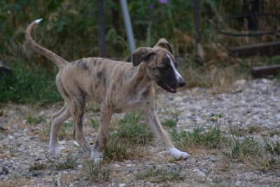 Les chiots de Whippet