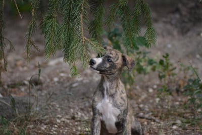 Les chiots de Whippet