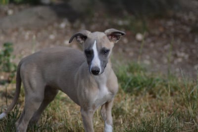 Les chiots de Whippet
