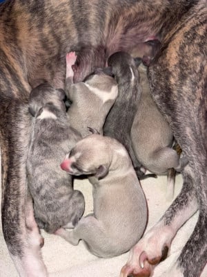 CHIOT 3 - Whippet