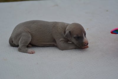 Les chiots de Whippet