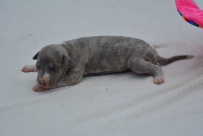 Les chiots de Whippet