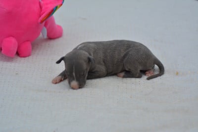 Les chiots de Whippet