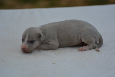 Les chiots de Whippet