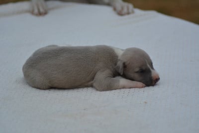 Les chiots de Whippet