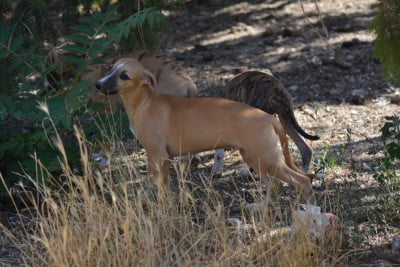 Les chiots de Whippet