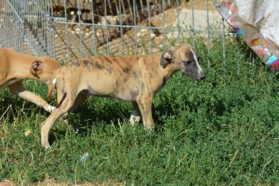 Les chiots de Whippet