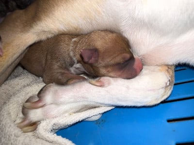 Les chiots de Whippet