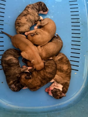 Les chiots de Whippet