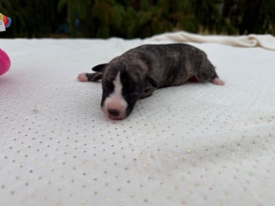 Les chiots de Whippet