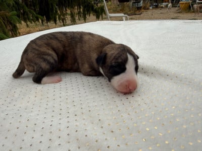 Les chiots de Whippet