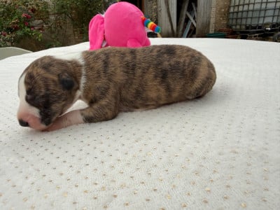 Les chiots de Whippet