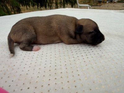 Les chiots de Whippet
