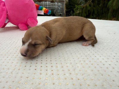 Les chiots de Whippet