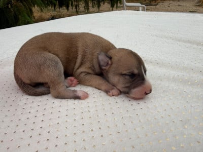 Les chiots de Whippet