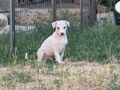 Les chiots de Whippet