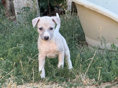 Les chiots de Whippet