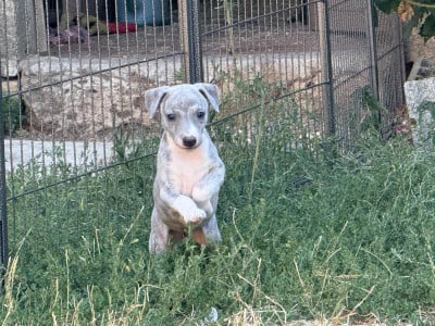 Les chiots de Whippet