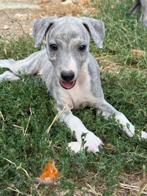 Les chiots de Whippet