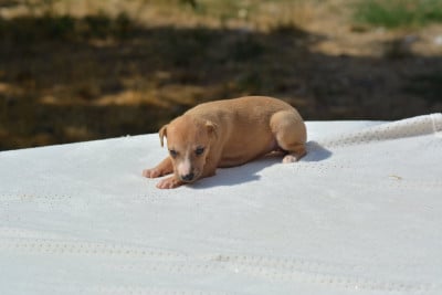 Les chiots de Whippet