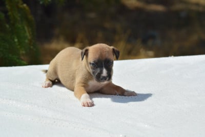 Les chiots de Whippet