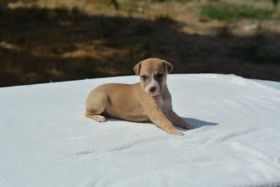 Les chiots de Whippet