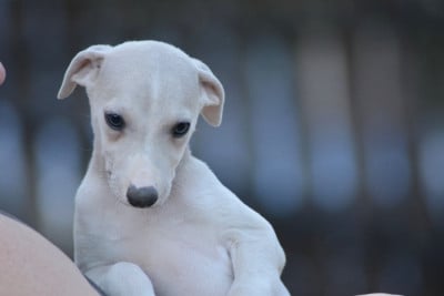 Les chiots de Whippet