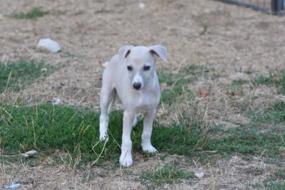 Les chiots de Whippet