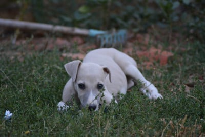 Les chiots de Whippet